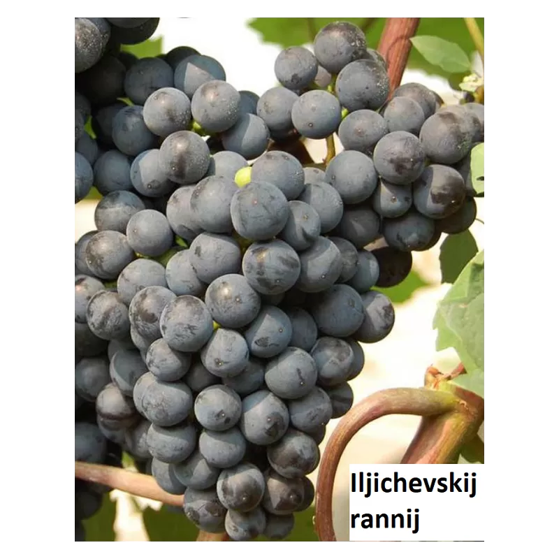 Užsisakyk augalus pavasariui jau dabar