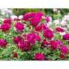 Rožė - Rosa DARCEY BUSSEL ®