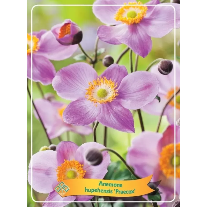 Plukė - Anemone hupehensis PRAECOX