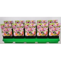 Plukė - Anemone hupehensis Praecox