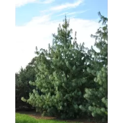 Himalajinė pušis - Pinus wallichiana