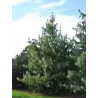 Užsisakyk augalus pavasariui jau dabar