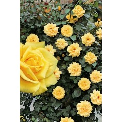 Rožė - Rosa LANDORA ®