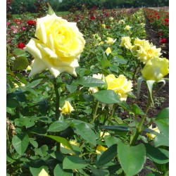 Rožė - Rosa LANDORA ®