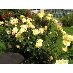 Rožė - Rosa LANDORA ®