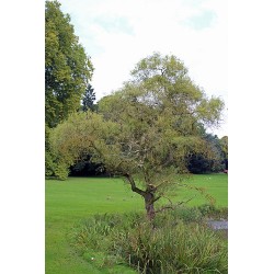 Salix sepulcralis Erythroflexuosa C4 100+cm