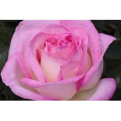 Rožė - Rosa PRINCESSE DE MONACO