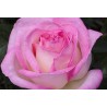 Rožė - Rosa PRINCESSE DE MONACO