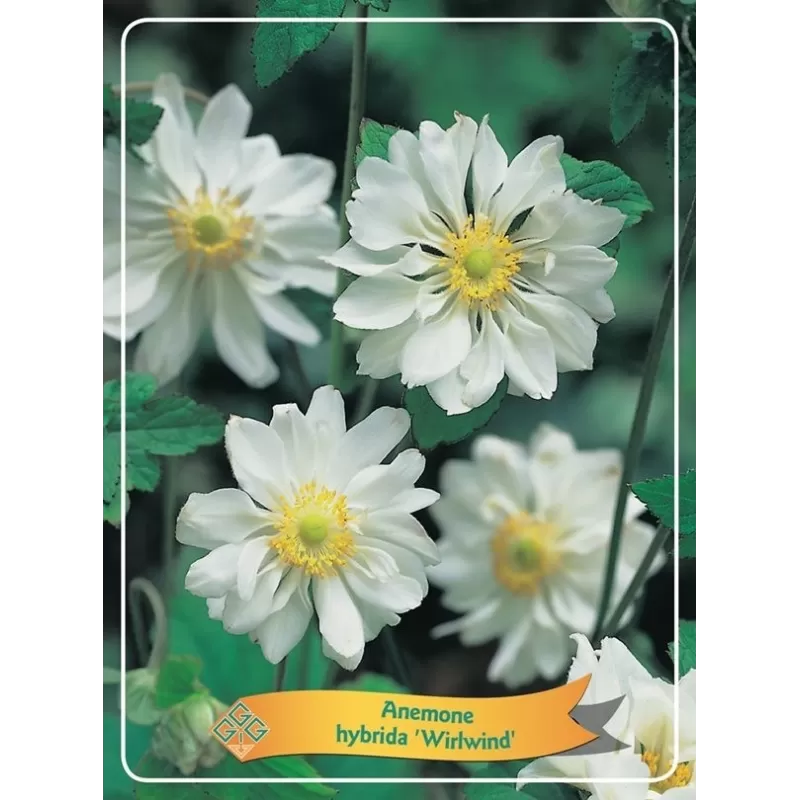 Anemone hybrida WHIRLWIND