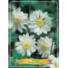 Anemone hybrida WHIRLWIND