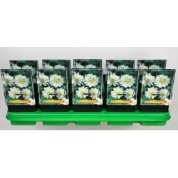 Anemone hybrida WHIRLWIND