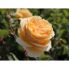 Rožė - Rosa CANDLELIGHT ®