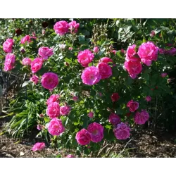 Rosa MORDEN CENTENNIAL