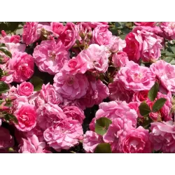 Rosa MORDEN CENTENNIAL