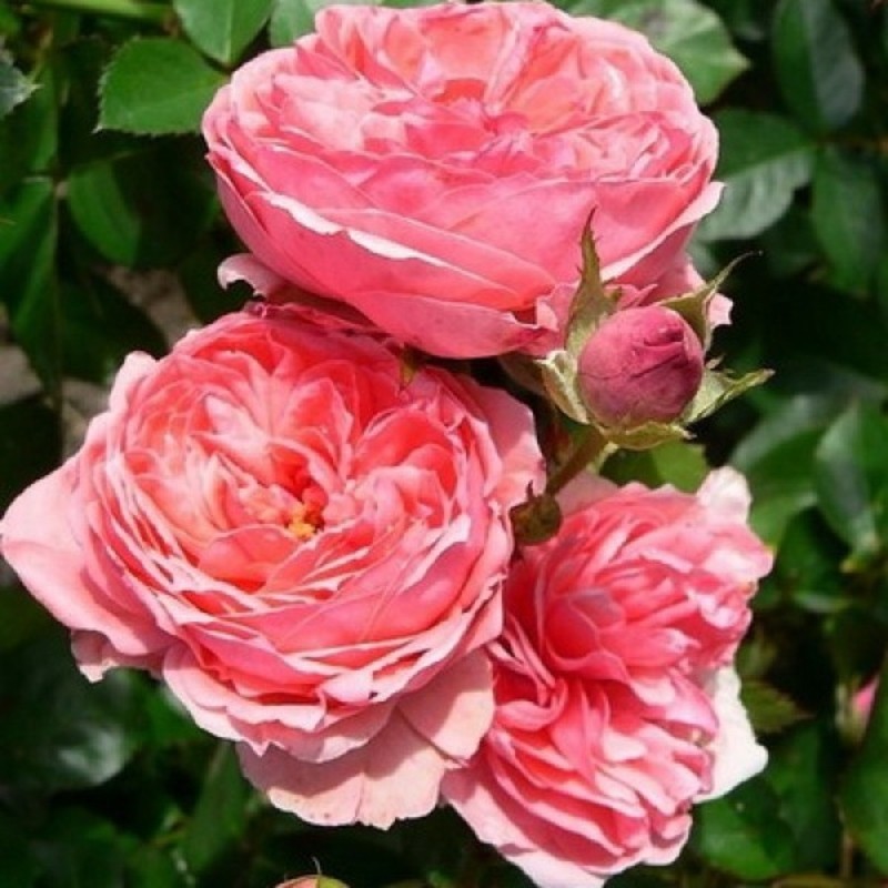 Rožė - Rosa KIMONO ®