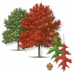 Quercus coccinea