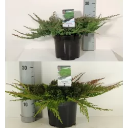 Gulščiasis kadagys - Juniperus horizontalis PRINCE OF WALES