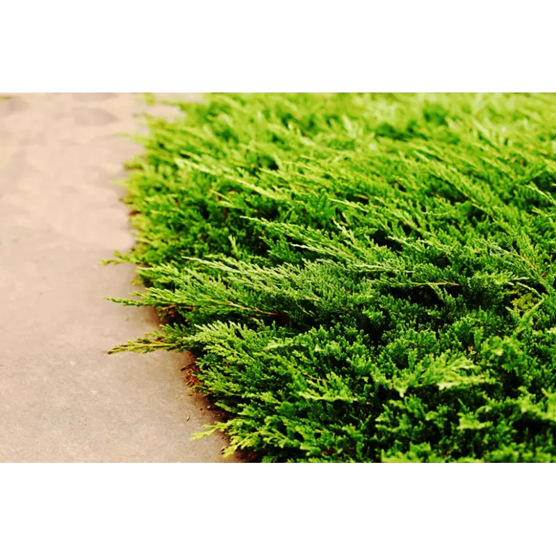 Gulščiasis kadagys - Juniperus horizontalis PRINCE OF WALES