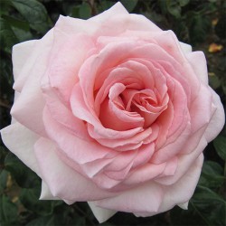 Rožė - Rosa PRINCE JARDINIER ®