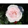 Rožė - Rosa PRINCE JARDINIER ®
