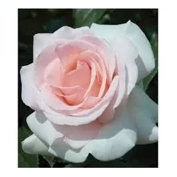 Rožė - Rosa PRINCE JARDINIER ®