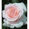 Rožė - Rosa PRINCE JARDINIER ®
