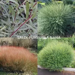 Purpurinis karklas (žemaūgis) - Salix purpurea NANA