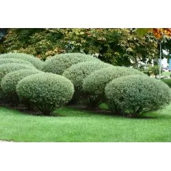 Purpurinis karklas (žemaūgis) - Salix purpurea NANA