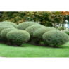 Purpurinis karklas (žemaūgis) - Salix purpurea NANA