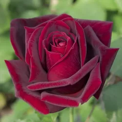 Rožė - Rosa PAPA MEILLAND ®