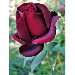 Rožė - Rosa PAPA MEILLAND ®