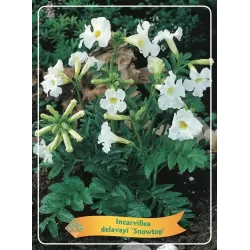 Inkarvilėja - Incarvillea delavayi SNOWTOP