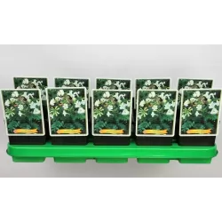 copy of Inkarvilėja - Incarvillea delavayi Snowtop P11