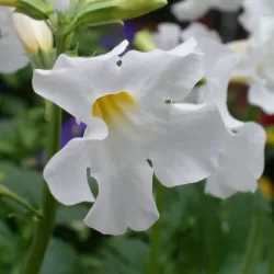copy of Inkarvilėja - Incarvillea delavayi Snowtop P11