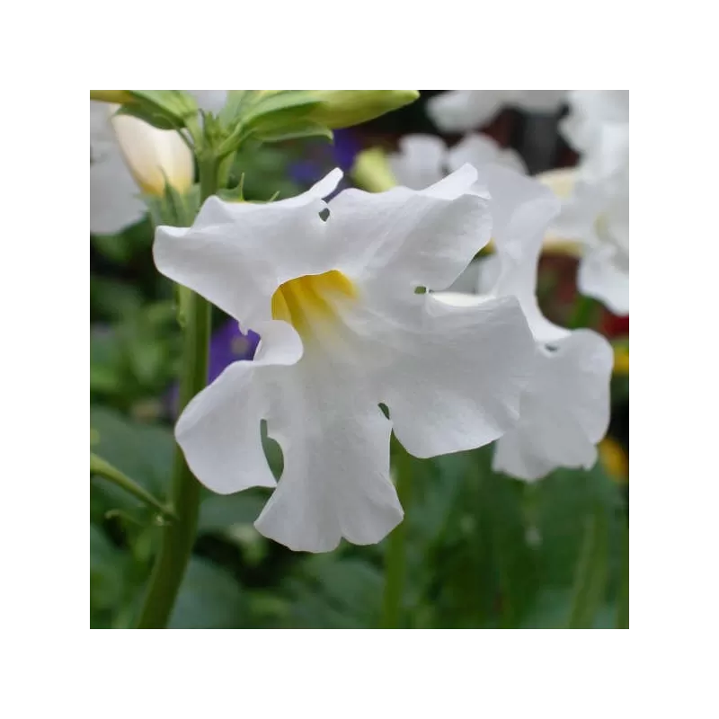 copy of Inkarvilėja - Incarvillea delavayi Snowtop P11