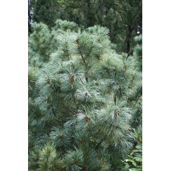 Pušis - Pinus parviflora GLAUCA