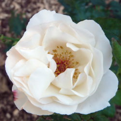 Rožė - Rosa WHITE QUEEN ELIZABETH®