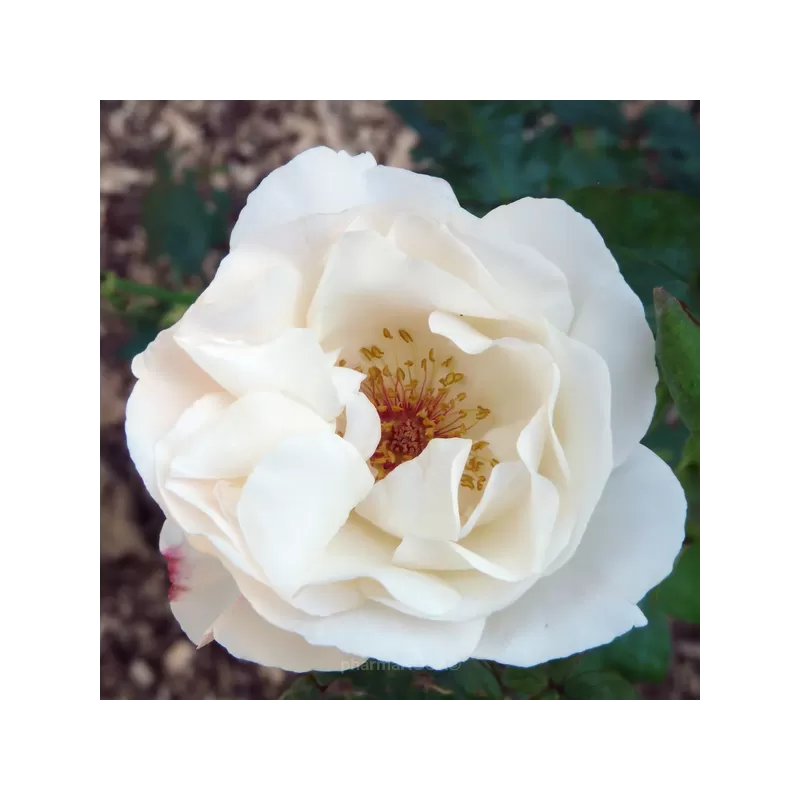 Užsisakyk augalus pavasariui jau dabar