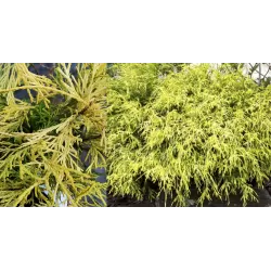 Puskiparisis - Chamaecyparis pisifera filifera AUREA