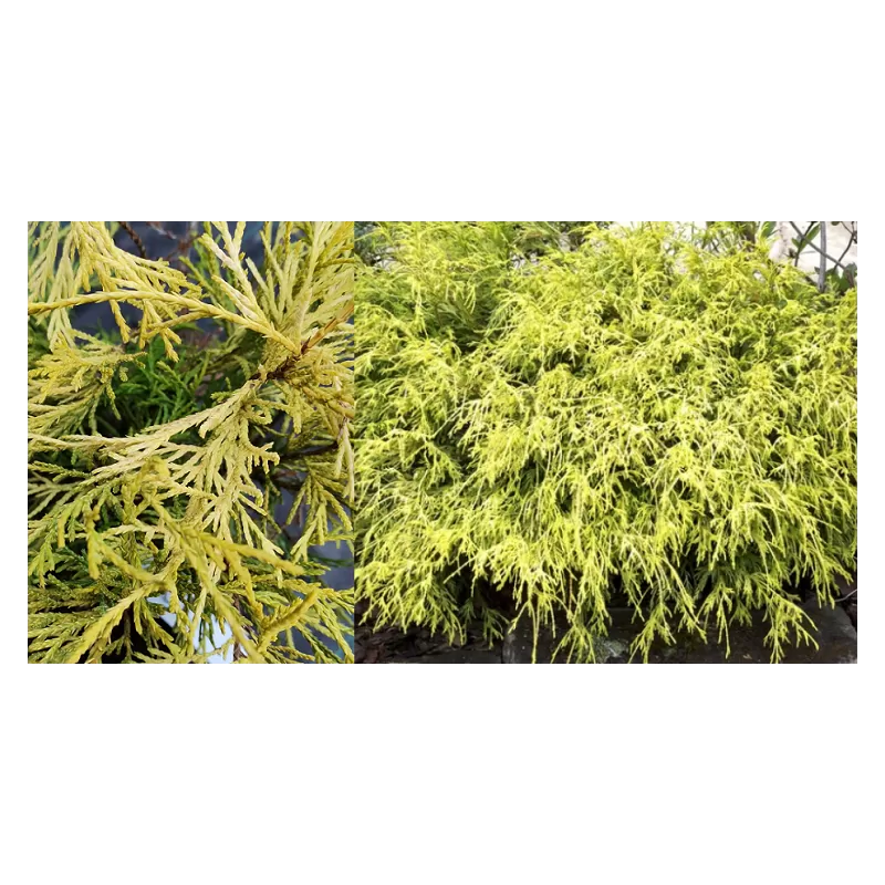 Užsisakyk augalus pavasariui jau dabar