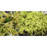 Puskiparisis - Chamaecyparis pisifera filifera AUREA