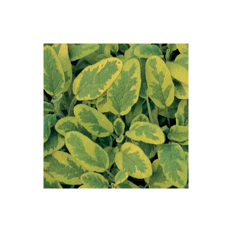 Vaistinis šalavijas - Salvia officinalis AUREA