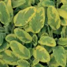 Vaistinis šalavijas - Salvia officinalis AUREA