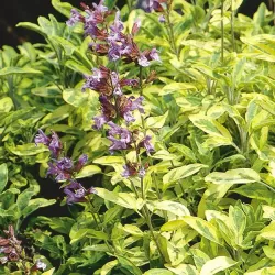 Vaistinis šalavijas - Salvia officinalis AUREA