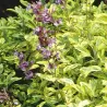 Vaistinis šalavijas - Salvia officinalis AUREA