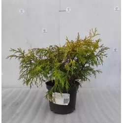Puskiparisis - Chamaecyparis pisifera filifera AUREA