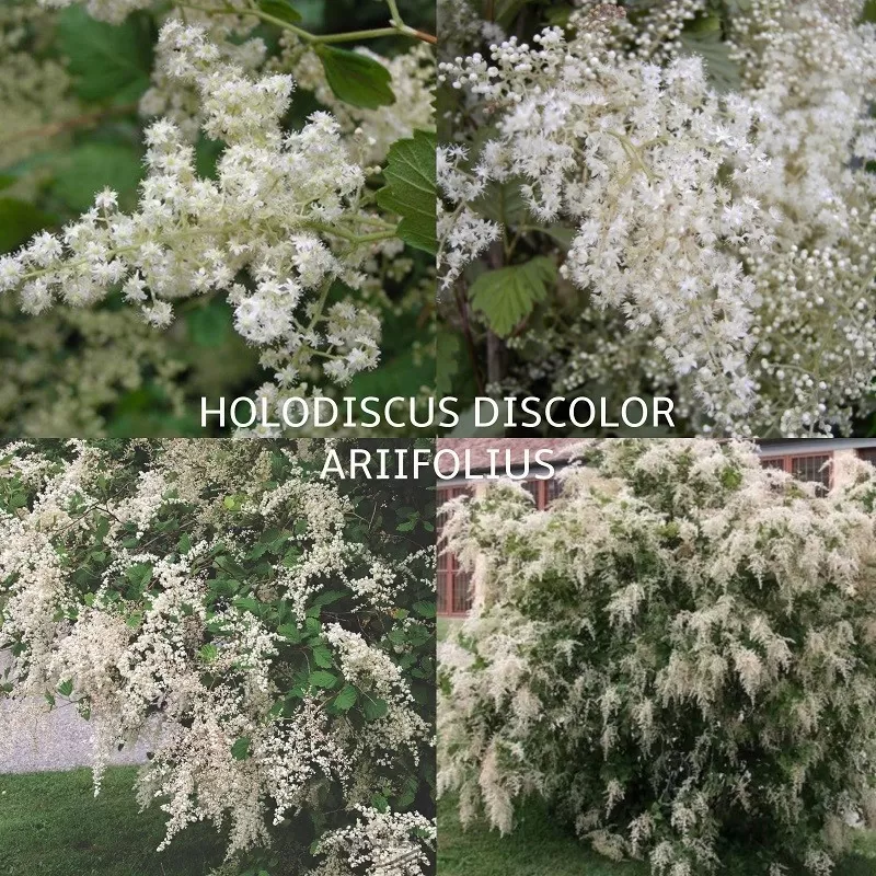 Įvairialapis lanksvūnas - Holodiscus discolor ariifolius