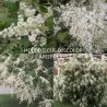 Įvairialapis lanksvūnas - Holodiscus discolor ariifolius