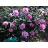 Rožė - Rosa OUR LAST SUMMER