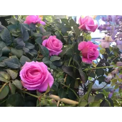 Užsisakyk augalus pavasariui jau dabar